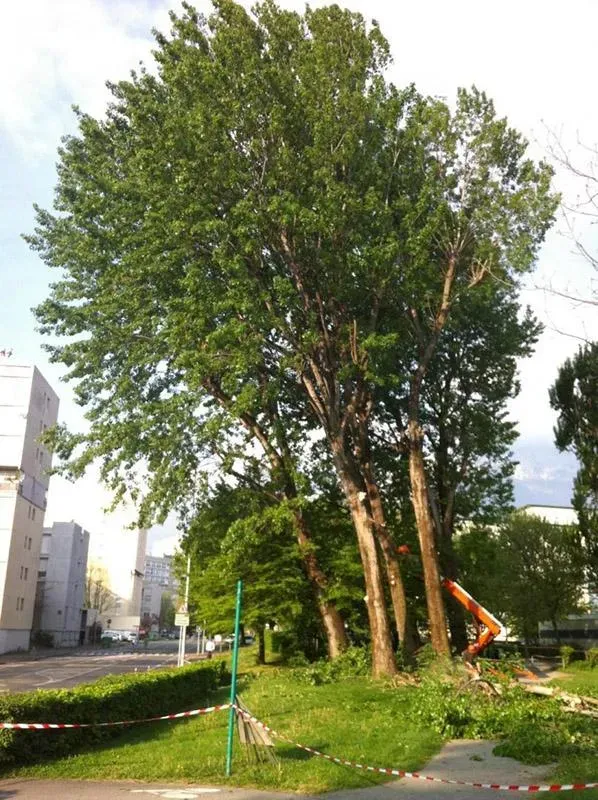 Arbre